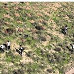 Büyükşehir'in dokunuşlarıyla Kocaeli yeşile doyuyor