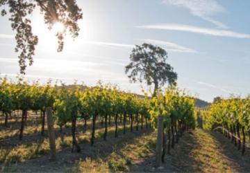 Adıyaman'da Modern Bağcılık Projesi için başvuru şartları açıklandı