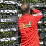 Ankara’da Çiftçilere Yüz Binlerce Sebze Fidesi Desteği