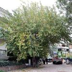 Maltepe'nin ağaçları sağlıklı büyümesi için budanıyor