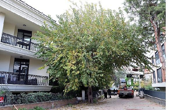 Maltepe'nin ağaçları sağlıklı büyümesi için budanıyor