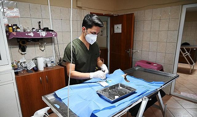 Kemer Belediyesi “Can dostlarına" sahip çıkıyor