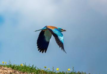 Doğanın En Renkli Misafirlerinden Biri Adıyaman’da Görüntülendi