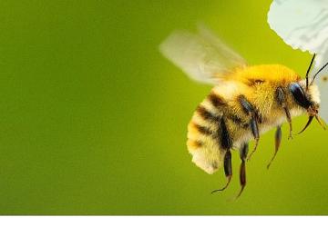 'Arıların Gizemli Dünyası', 7 Nisan Salı Saat 20.00 ve 21.00'de İki Bölüm Art Arda National Geographic WILD Ekranlarında İzleyicilerle Buluşuyor!