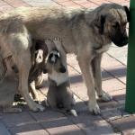 İstanbul Valiliği’nden sokak köpeklerini 'kontrolsüz besleme' yasağı