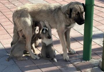 İstanbul Valiliği’nden sokak köpeklerini 'kontrolsüz besleme' yasağı