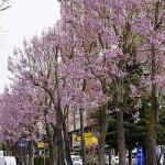 Beylikdüzü'nde Bahar Mesaisi Başladı