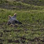 Adıyaman’da koruma altındaki küçük akbabalar görüntülendi