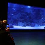 Engelliler, su altı dalışı yaparak yeteneklerini sergiledi