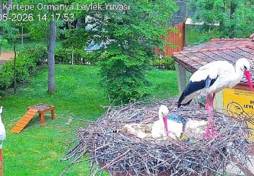 Düşkün Leylekler Evi'nde engel tanımayan aşk