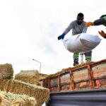 ABB’den manda yetiştiricilerine ücretsiz kaba yem ve arpa desteği