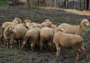 Balıkesir Büyükşehir’den Çiftçiye %100 Damızlık Desteğİ