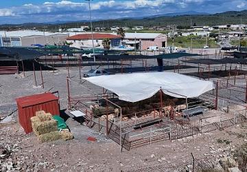 Ayvalık'ta Kurban Pazarı Hizmete Açıldı