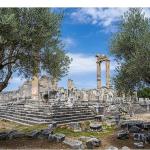 26 Kasım Dünya Zeytin Ağacı Günü'nde Didim Belediyesi'nden Anlamlı Mesaj