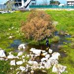 Torbalı Belediyesi'nden Halk Sağlığı İçin Seferberlik: Torbalı'da 12 Ay İlaçlama