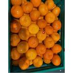 Mandalina ihracatı tarih yazıyor