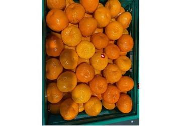 Mandalina ihracatı tarih yazıyor