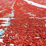 Meyve sebze mamulleri ihracatında aslan payı Ege Bölgesi'nin