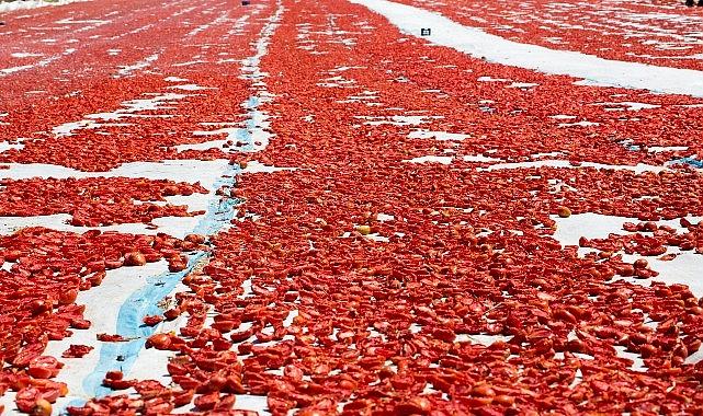 Meyve sebze mamulleri ihracatında aslan payı Ege Bölgesi'nin