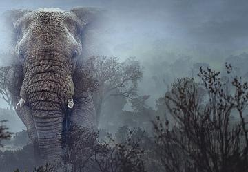 Hayalet Filler', 11 Mart Çarşamba 20.00'de National Geographic WILD Ekranlarında!