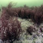 Mekânın sahipleri geri döndü