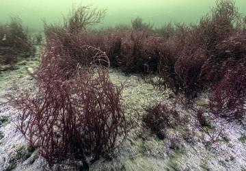 Mekânın sahipleri geri döndü