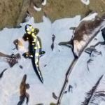 Kahramanmaraş’ta havuzda anadolu semenderi görüldü