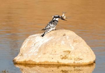 Adıyaman’da İlk Kez Alaca Yalı Çapkını Görüntülendi - Videolu Haber