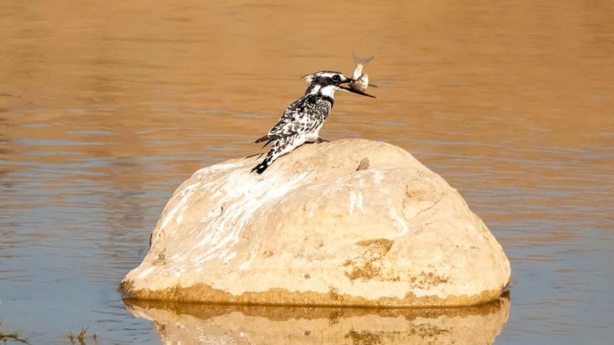 Adıyaman’da İlk Kez Alaca Yalı Çapkını Görüntülendi - Videolu Haber