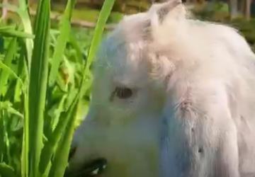Minik kuzunun yem keyfi sosyal medyada ilgi odağı oldu - Videolu Haber
