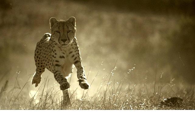 'Büyük Kediler Dünyası', 1 Şubat Pazar 20.00'de National Geographic WILD Ekranlarında!