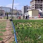 Öğrenciler, Adıyaman Belediyesi’nin sebze bahçesinde incelemelerde bulundu - Videolu Haber