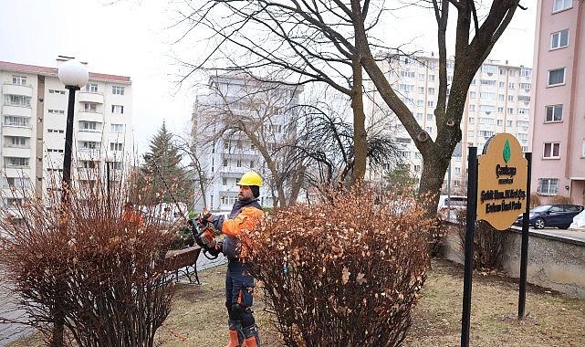 Çankaya'da Budama Çalışmaları Bahar Öncesi Hız Kazandı