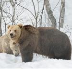 'Boz Ayının Kışı', 7 Aralık Pazar 20.00'de National Geographic WILD Ekranlarında!