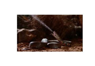 'Zehir Dosyaları: Yılan Isırığının Anatomisi', 29 Mart Pazar 20.00'de National Geographic WILD Ekranlarında!