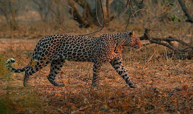 'Mashatu: Leoparların Krallığı', 8 Şubat Pazar Saat 20.00'de National Geographic WILD Ekranlarında!