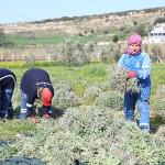 Didim Belediyesi'nden 'Üreten Belediyecilik' Uygulaması