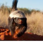 'İnanılmaz Bal Porsuğu', 30 Kasım Pazar 20.00'de National Geographic WILD Ekranlarında!