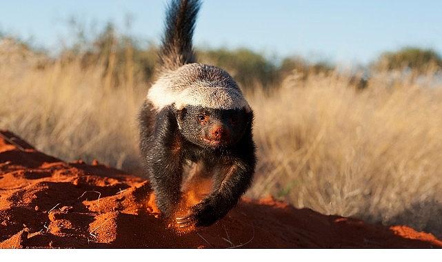 'İnanılmaz Bal Porsuğu', 30 Kasım Pazar 20.00'de National Geographic WILD Ekranlarında!