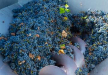 Adıyaman’da üzüm sıkma makinesi dağıtımı için başvurular başladı