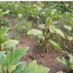 Efes Tarlası Yaşam Köyü'nde Elde Edilen Yerel Tohumlar Anadolu'nun Dört Bir Yanında Filizleniyor