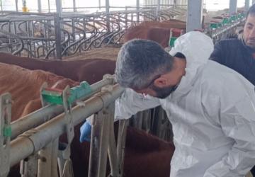 Adıyaman’da şap aşılaması il genelinde sürüyor