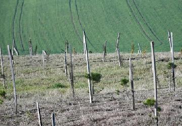 3 yılda 7 bin 761 fidan dikildi
