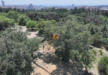 "Üsküdar Belediyesi'nin “Validebağ Korusu"nda Yaptığı Çalışmalar Avrupa'nın En İyi Uygulamaları Arasında