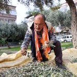 Buca'da zeytin hasadı zamanı