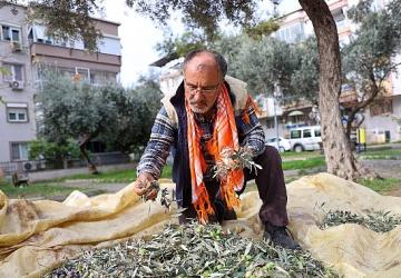 Buca'da zeytin hasadı zamanı