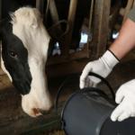 Tarım ve Orman Bakanlığı’ndan hayvanlara kötü muameleye ceza