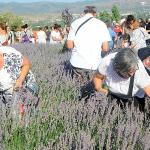 Lavanta Hasat Şenliği için geri sayım başladı