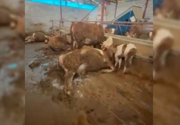 Gerger’de elektrik akımı: 8 hayvan telef oldu - Videolu Haber