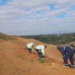 Gebze'de 4 bin 500 sedir ağacı toprakla buluştu